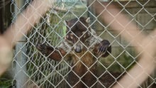 A captive coati at a roadside zoo in Ontario