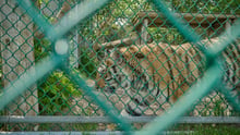 A captive tiger at a roadside zoo in Ontario