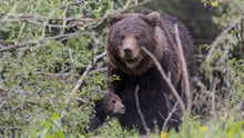 Rescued momma bear and cub in sanctuary