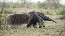 Cecilia the anteater with her baby