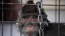 A captive long-tailed macaque monkey
