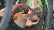 An orphan orangutan relaxes at Nyaru Menteng Rescue and Rehabilitation Centre
