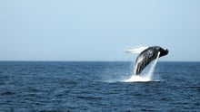 A humpback whale breaching
