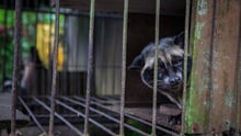 Civet coffee: campaigning for cage-free