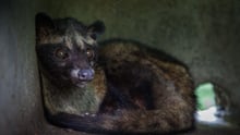 A caged civet cat at a \"Luwak\" coffee farm in Tampaksiring, Bali, Indonesia