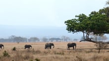 mikumi, elephants, tanzania, 