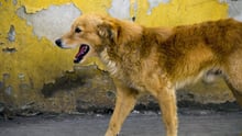 Mexico just proved that vaccinating dogs is how you end rabies