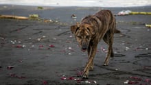 sochi dog cull 