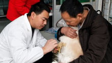 Vets