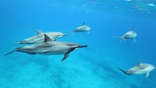 Senate passes bill to ban captivity and breeding of wild marine animals