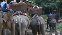 Tourists riding on an elephant