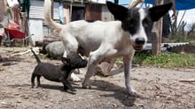 Cyclone Pam update: Our team protects animals on Efate Island, Vanuatu