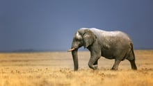 wild elephant