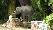 5 myths about elephant rides and shows