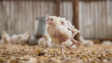 9 day old broiler (meat) chickens in an indoor, deep-litter system typical of independent farms in East Africa.