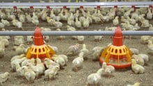 How are global food brands protecting farm animals?