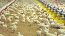 Chicks in an intensive factory farm