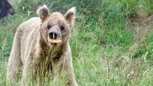 Roti time for Balkasar bears