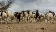 herd of goats