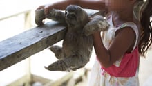 Local sloths are taken from the wild and used for harmful selfies with tourists, in Puerto Alegria, Peru.