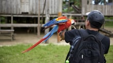 A bird being held by a tourist for a photo opportunity.