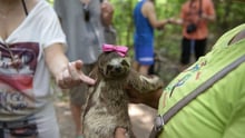 Local sloths are taken from the wild and used for harmful selfies with tourists, in Manaus, Brazil