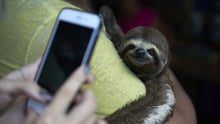 Local sloths are taken from the wild and used for harmful selfies with tourists, in Manaus, Brazil.