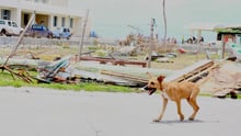 one of the local dogs our team found in Barbuda - Hurricane Irma relief work - World Animal Protection