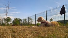 Save the dogs is a shelter in Constanta, Romania which provides a home for stray, injured, or abandoned dog