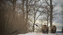 2 rescued bears walking in the Romanian bear sanctuary