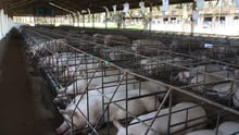 Superbugs found in pork sold at Walmart stores in the US