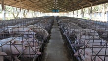 Gestation Crates