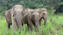 The Gossip Girls at BLES sanctuary enjoy grazing on the lush grounds.