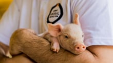 7 things you may not know about pigs