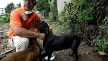 Volcán de Fuego update: meet the animals we’re helping