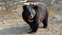 A bear at the Balkasar Bear Sanctuary in Pakistan