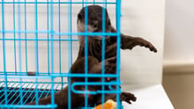 Why you shouldn’t share that cute pet otter video