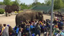 Pictured: An elephant at African Lion Safari used for tourist entertainment.