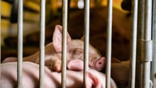 Piglets on an intensive farm