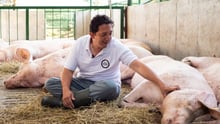 A man petting a pig in a high welfare farm