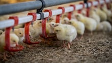 5 cool things you didn’t know about chickens