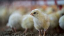 Higher welfare chicken farming is not as expensive as you thought
