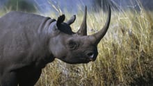 A black rhinoceros in the wild - DeAgostini / Getty Images