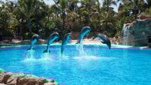 Dolphin show with five dolphins jumping over a rope