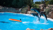 5 reasons you should never swim with dolphins on vacation