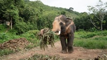 End of the ride: Thailand’s changing attitude to captive elephant tourism