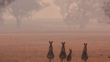 Kangaroos at the edge of the Australian bushfires