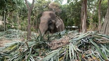 Sow the elephant at the Following Giants venue
