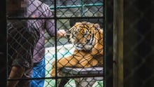 A tiger kept in a cage at a venue where tigers are mainly used as props for tourist photos.