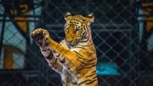 A captive tiger behind a fence